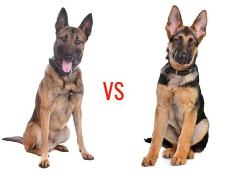 Differences Between The Belgian Malinois German Shepherd Dog Breeds ...