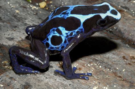 Dendrobates tinctorius - Frogs & Co