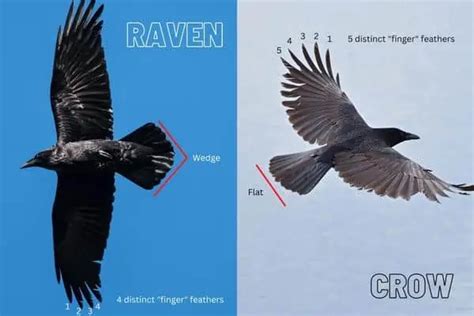 10 Differences Between Crows and Ravens - Bird Feeder Hub