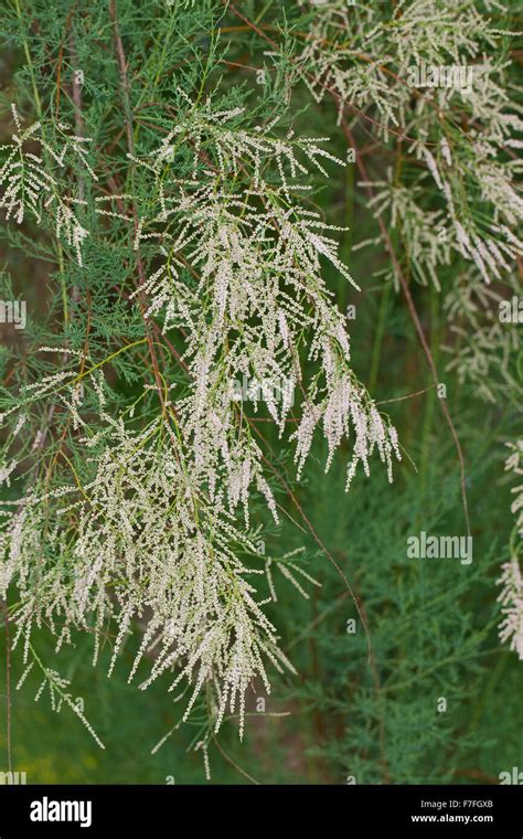 Pink tamarisk, tamarix, tamarisk tree, saltcedar, Salt cedar, Kaspische ...