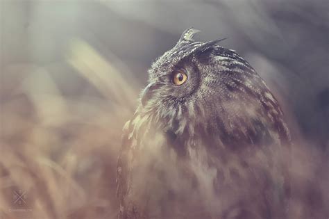 Eurasian Eagle-Owl PART I. on Behance