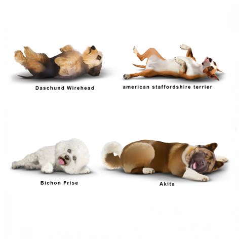 Norte :: Pedigree - Dog Breeds