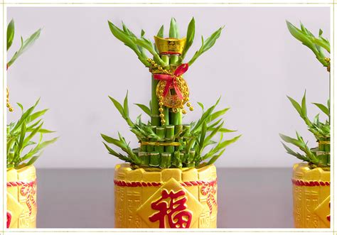 Lucky Bamboo Care Guide: Growing Tips + Facts - ProFlowers Blog