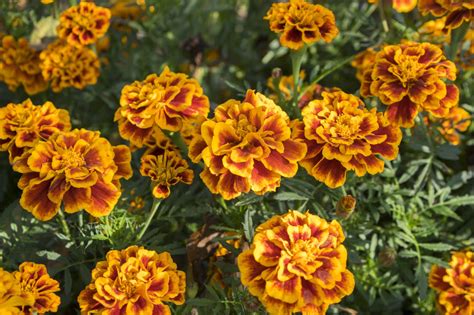 Fiesta Marigold Seeds – Farmhouse Seeds