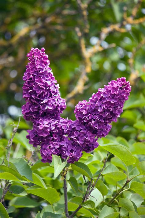 Lilac Blossom Flowers Free Stock Photo - Public Domain Pictures