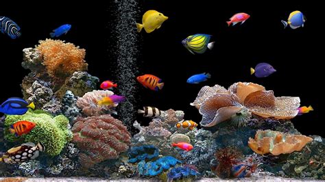 Colorful Fish Wallpaper Hd