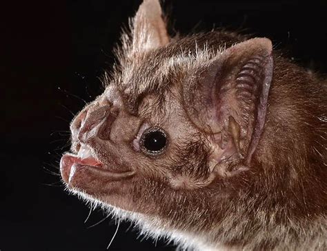 11 Vampire Bat Facts About The Blood-loving Mammals