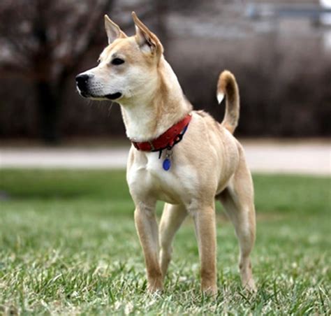 Pet of the Week: Jose, a Carolina dog mix | Pets | stltoday.com