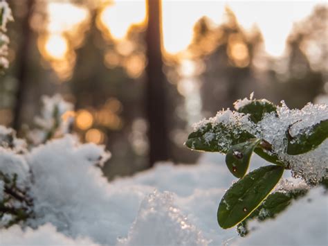 Free photo: Snowy Forest - Woods, Skies, Natural - Free Download - Jooinn