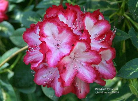 Rhododendrons: Plant Care and Collection of Varieties - Garden.org