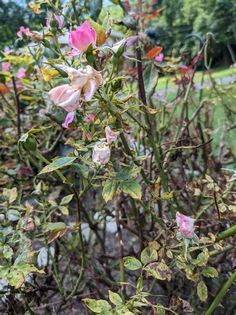 How to Identify and Treat Rose Rust | Gardener’s Path