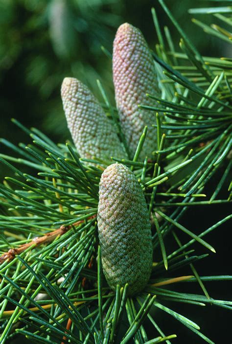 Deodar Cedar Cones (cedrus Deodara) Photograph by Tony Wood/science ...