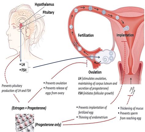 Work of Oral Contraceptives. | Download Scientific Diagram