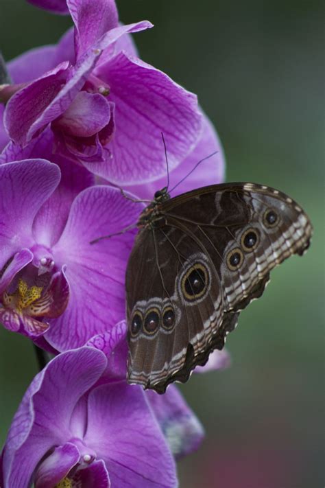 Orchid Butterfly | Butterfly photos, Butterfly nature, Butterfly pictures