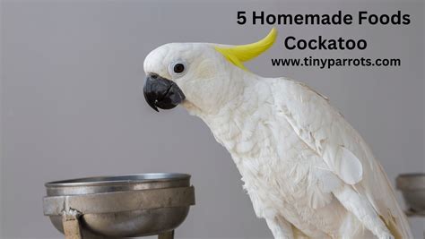 5 Homemade Foods for Cockatoo: Recipes, Preparation, and Descriptions ...