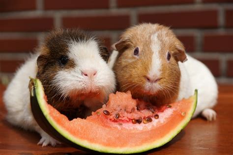 Guinea Pig Diet Tips - BarkAndSqueak.com