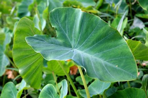 Colocasia Leaves (Taro Leaves): Nutrition, Health Benefits & How To Eat - Boldsky.com