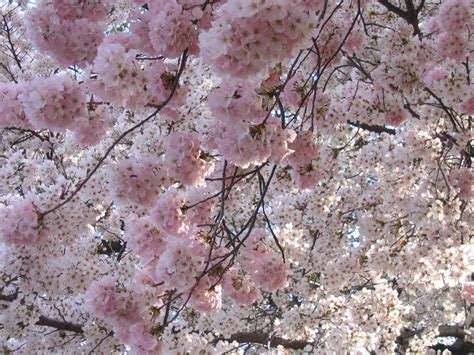 File:IMG 2329 - Washington DC - Tidal Basin - Cherry Blossoms.JPG - Wikimedia Commons