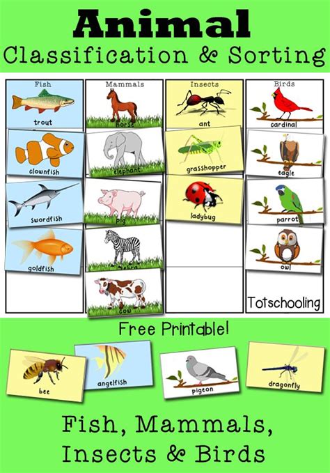 Animal Classification and Sorting Activity | Animal classification, Animal classification ...