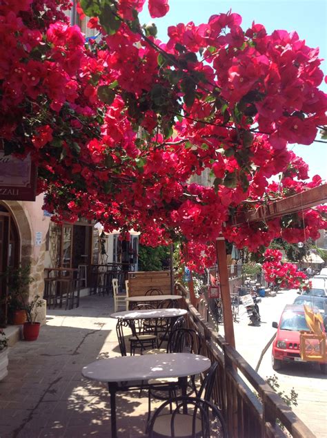 I love the flowers..Chania.. Chania, Bougainvillea, Bits And Bobs ...