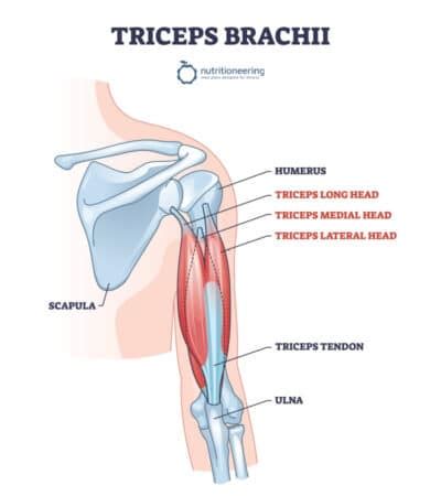 Top 12 Barbell Tricep Exercises for Building Mass & Strength