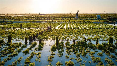 Seaweed Farming | Project Regeneration