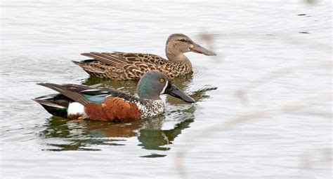 Australasian Shoveler | Great Bird Pics