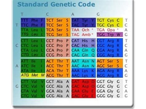 E Coli Bl21 Codon Usage Table | Brokeasshome.com