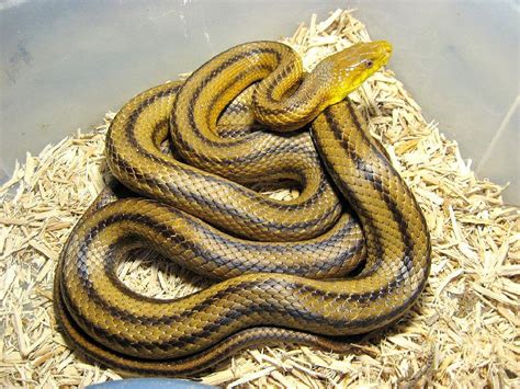 Reptile Facts - Yellow Ratsnake (Pantherophis obsoletus...