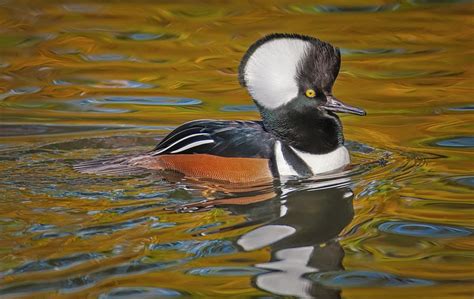 Male Hooded Merganser Duck Photograph by Susan Candelario