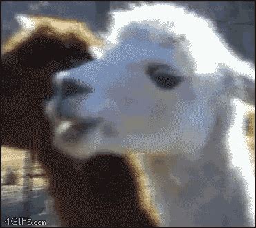 Llama GIFs - Find & Share on GIPHY