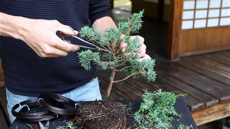 Learn how to grow a Bonsai (DIY) at: https://www.youtube.com/watch?v=L1FDfwyjkrs | Bonsai diy ...