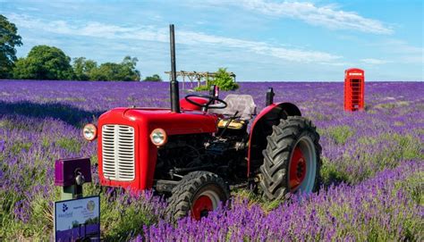 Mayfield Lavender Farm | CityDays