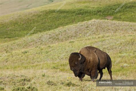 Plains bison grazing on green meadow in Waterton Lakes National Park ...