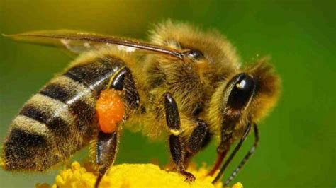 Conoce las propiedades de la miel de abeja melipona - México Desconocido