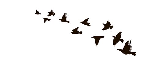 a flock of birds flying across a white sky