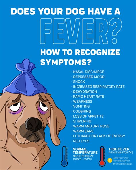 How Do You Reduce A Dogs Fever