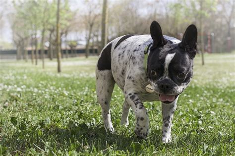 French Bulldog Temperament & Personality | Canna-Pet®