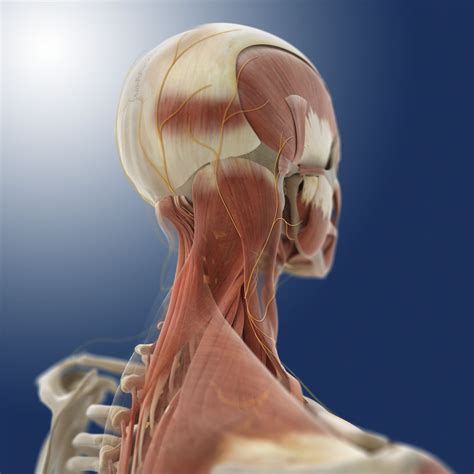 Rheumatoid Arthritis in the Neck: Overview and More