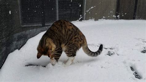 Cute kitten first time in snow! - YouTube