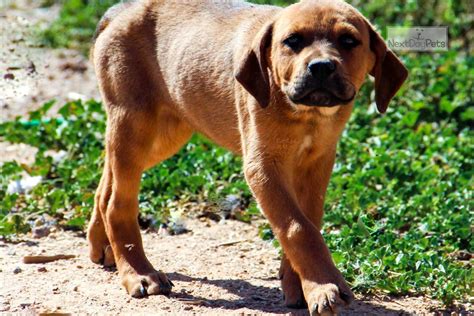 Reddish Fawn F K: American Bandogge Mastiff puppy for sale near Phoenix, Arizona. | 3b7a4f21-b1d1