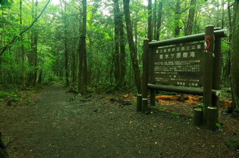 ViralizadaMente: FLORESTA AOKIGAHARA (JAPÃO)