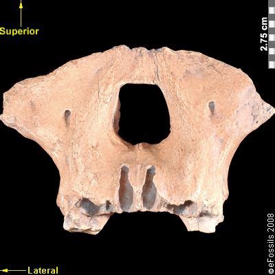 Paranthropus Robustus Skull Art