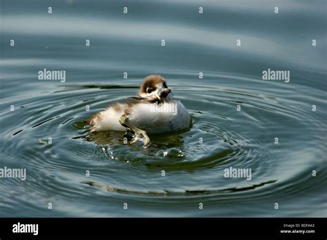 Wild bird in a natural habitat. Wildlife Photography Stock Photo - Alamy