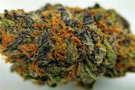 Granddaddy Purple Strain - Growing Tips and Medical Effects | Marijuana Guides