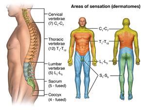 Acute Spinal Cord Injury | Johns Hopkins Medicine