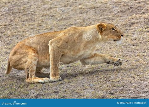 A lioness hunting stock photo. Image of kenya, hunter - 68077272