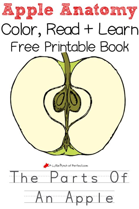 Printable Parts Of An Apple