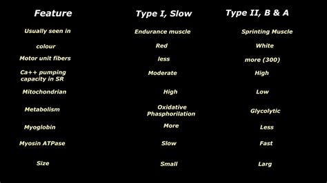 type I and type II muscle fibers/ differences between slow and fast fibers - YouTube