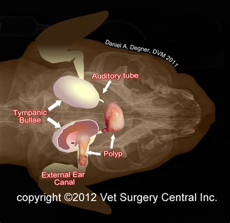 Animal Surgical Center of Michigan - Veterinarian in Flint, MI